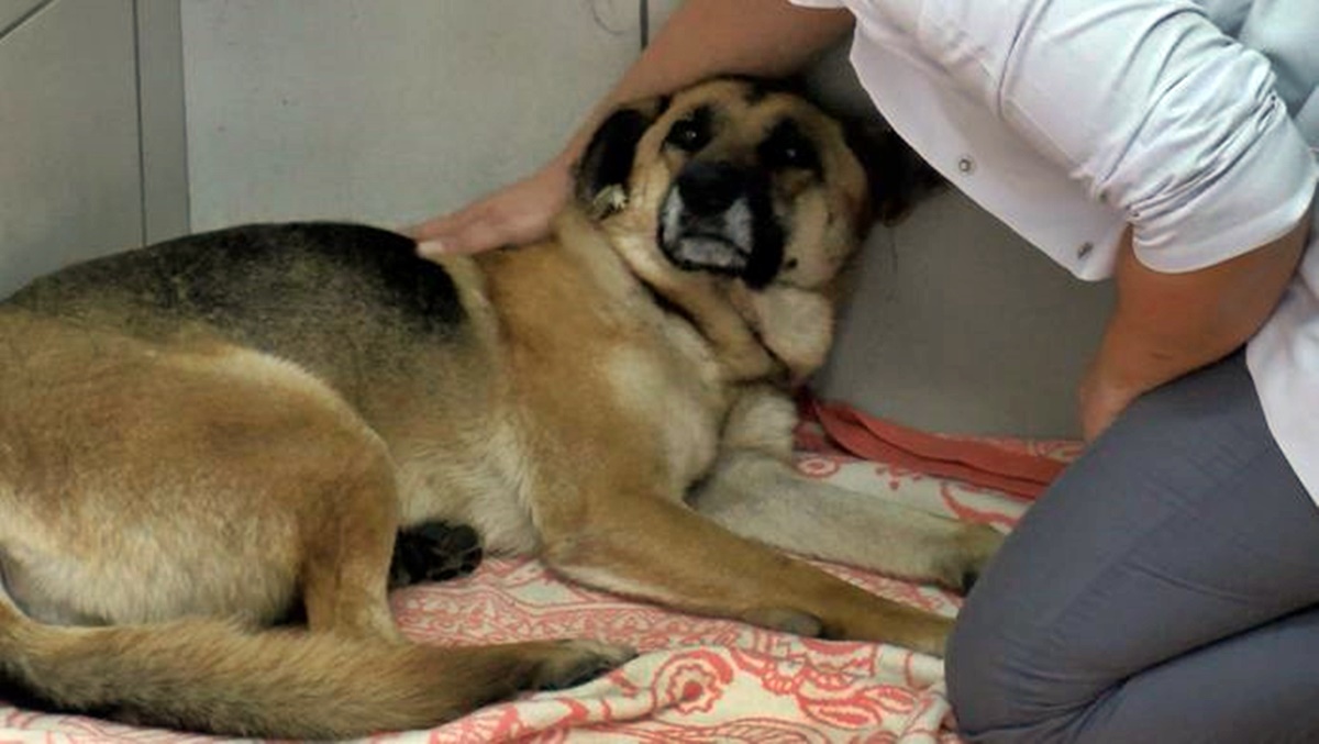 istanbul-sariyer-kopege-iskence-4