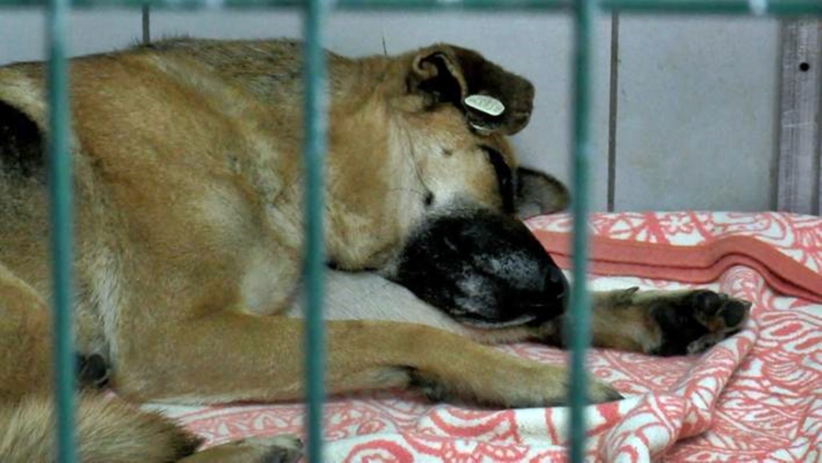 istanbul-sariyer-kopege-iskence-5