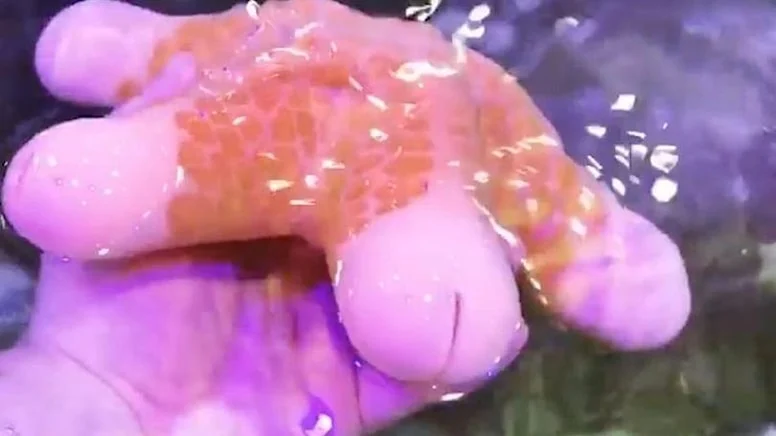 deniz-yildizi-facebook-16-9-1670057927