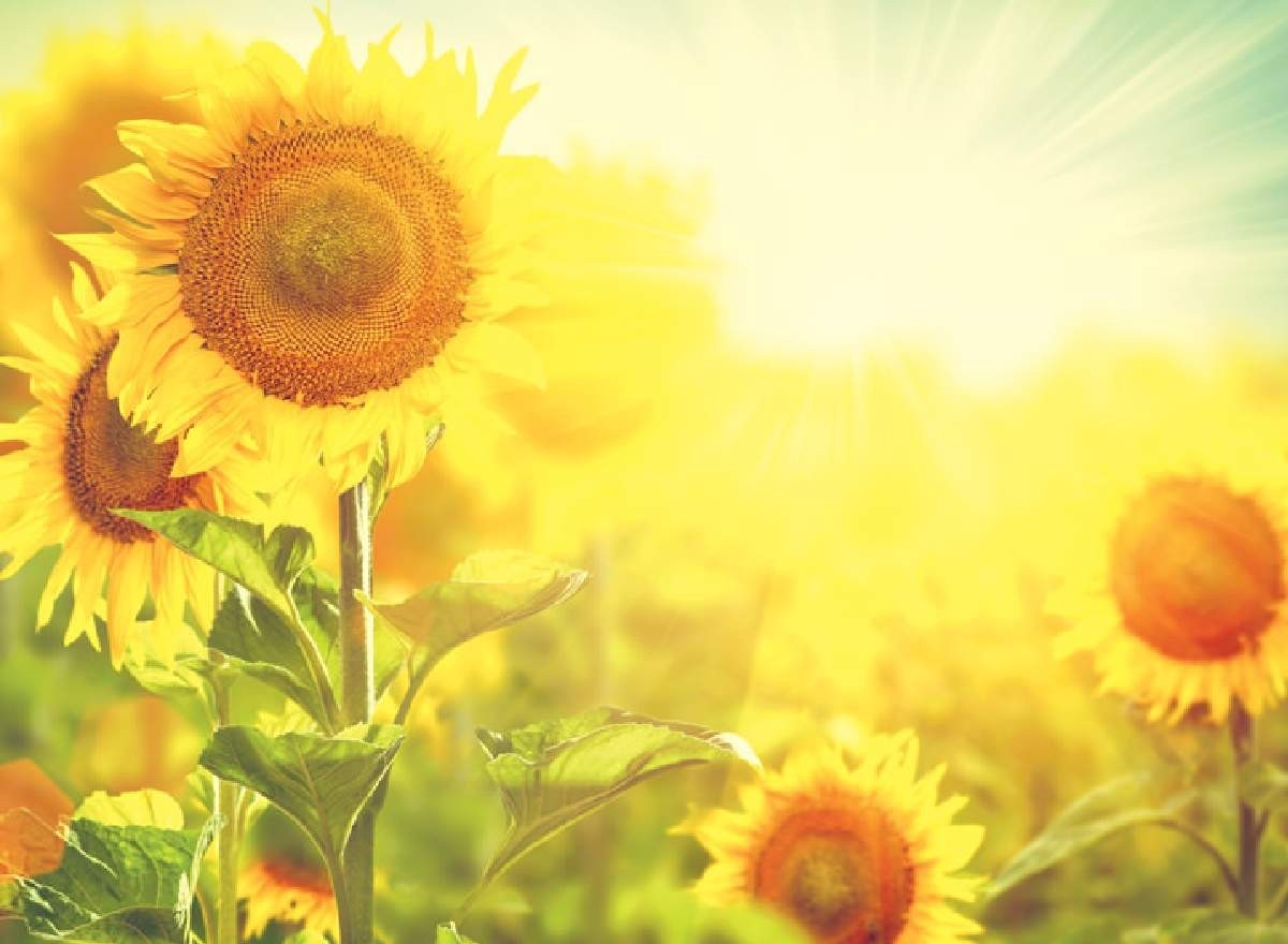 pamuk ve ayçiçek üretim desteği