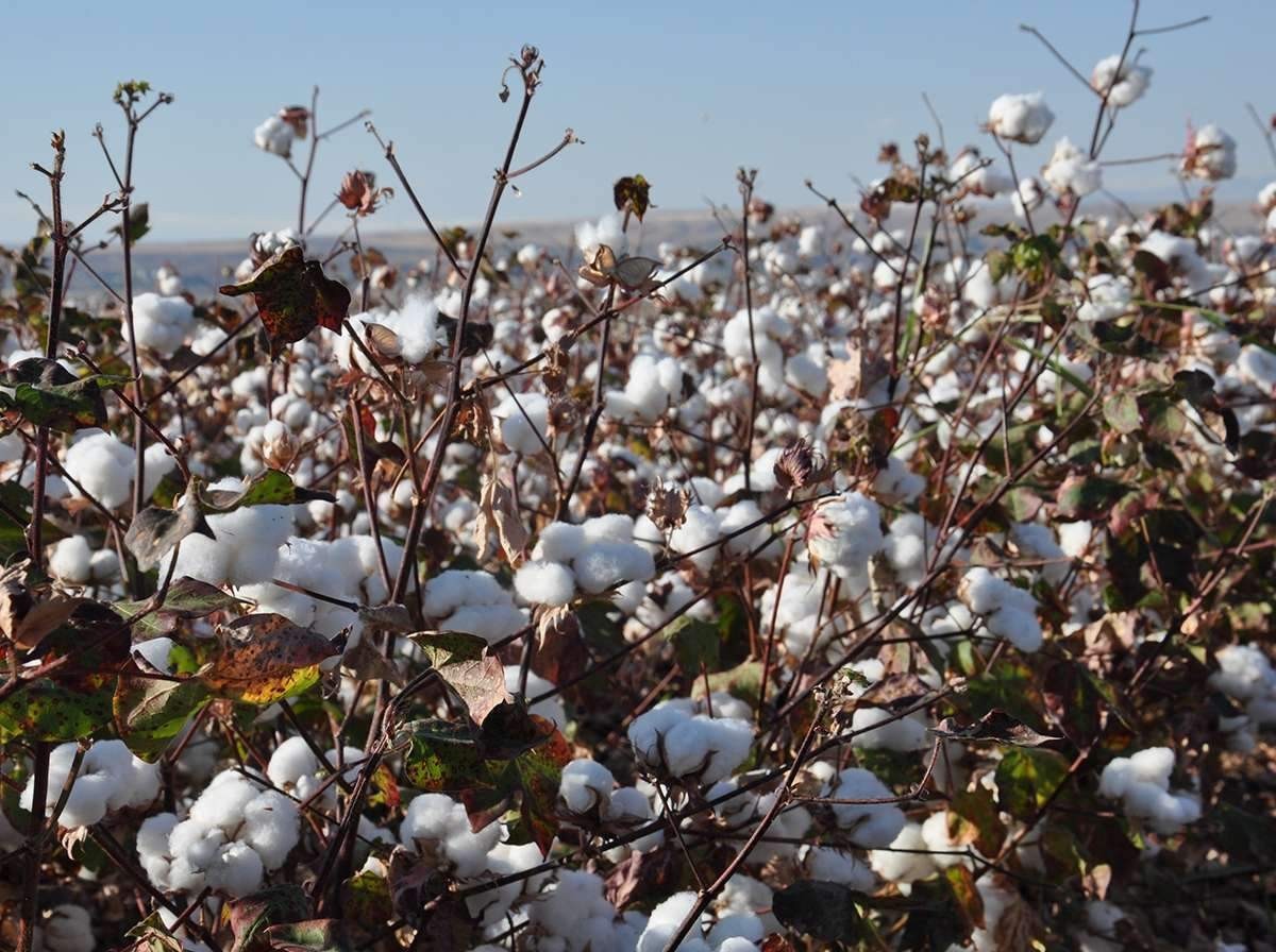 pamuk ve ayçiçek üretim desteği