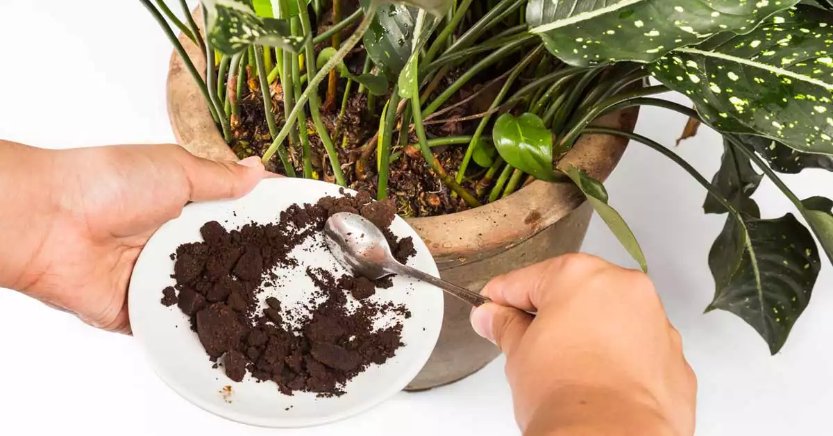 kahve-telvesi-ciceklere-iyi-gelir-mi