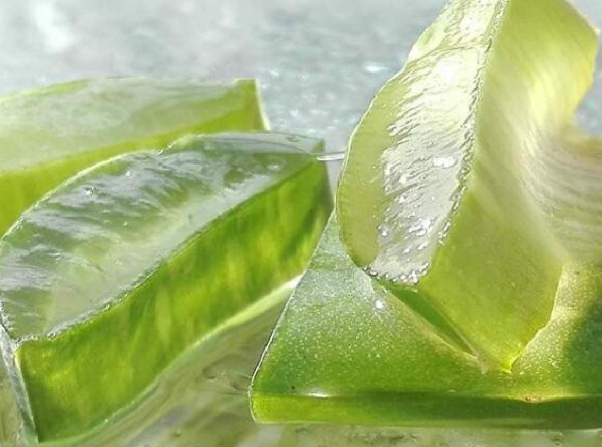 aloe vera maskesi