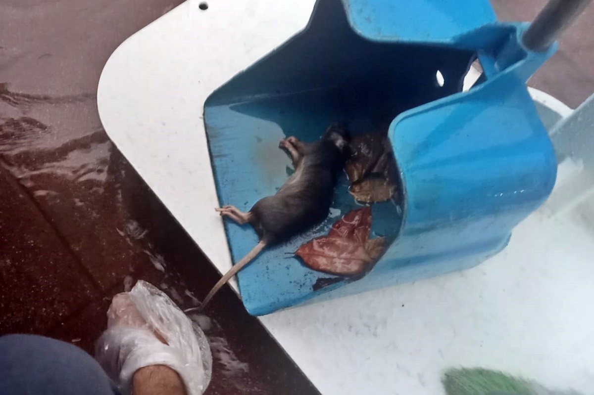 fareye-kalp-masaji-yapti-2