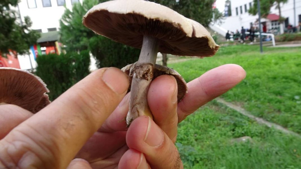 zehirli-mantari-anlamanin-yollari