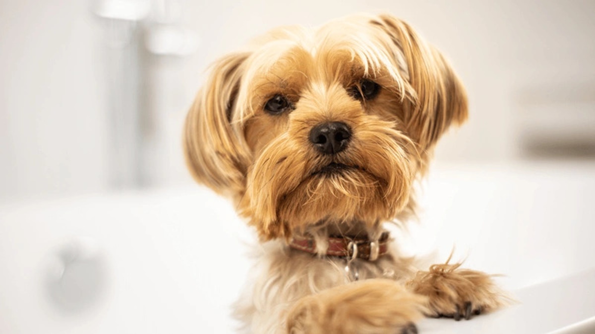 evcil-hayvanlara-cip-taktirma-nasil-yapilir