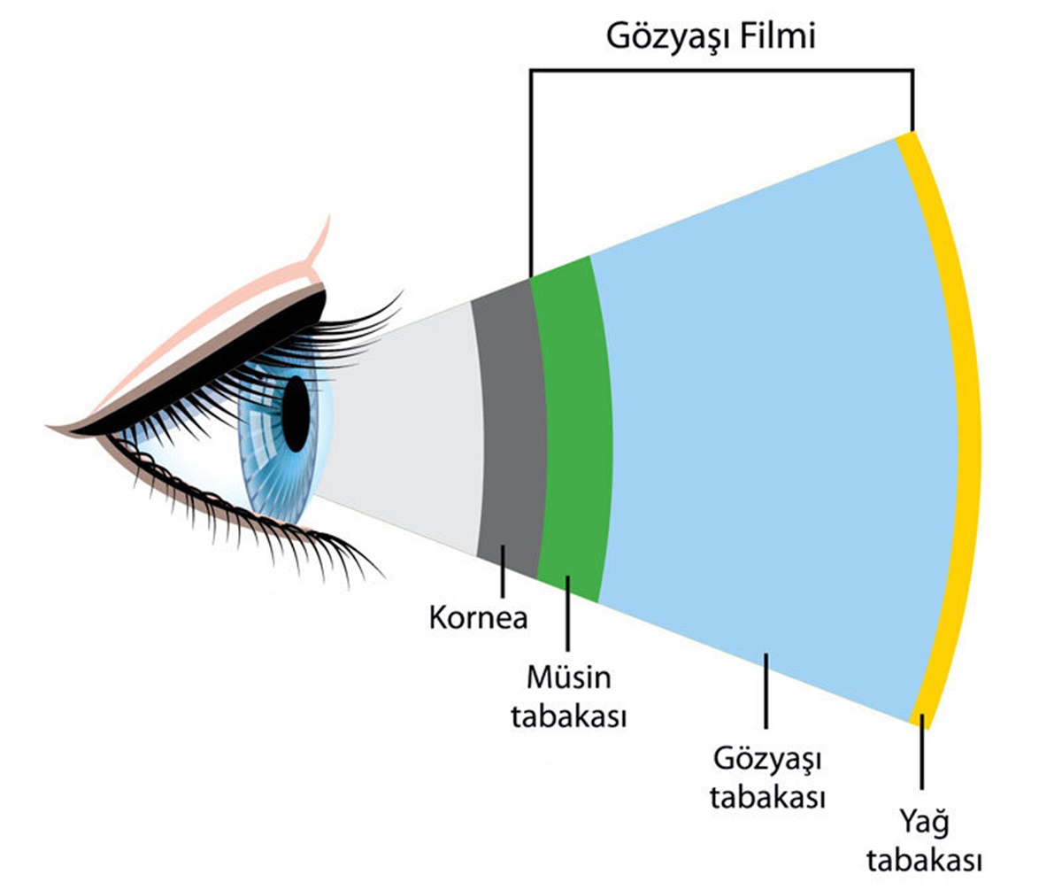 gozun-yapisi.jpg