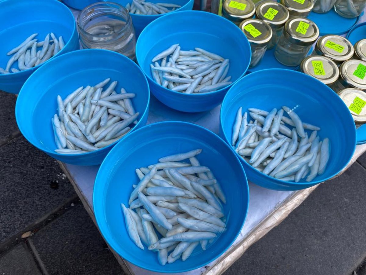 kenger-sakizi-nasil-yenir