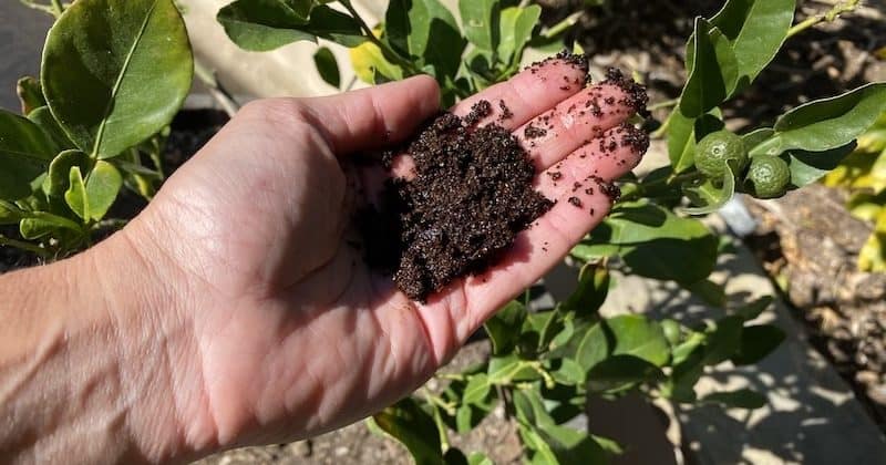 handful-of-coffee-grounds-with-a-lime-tree-e1615246003991-2048x2048