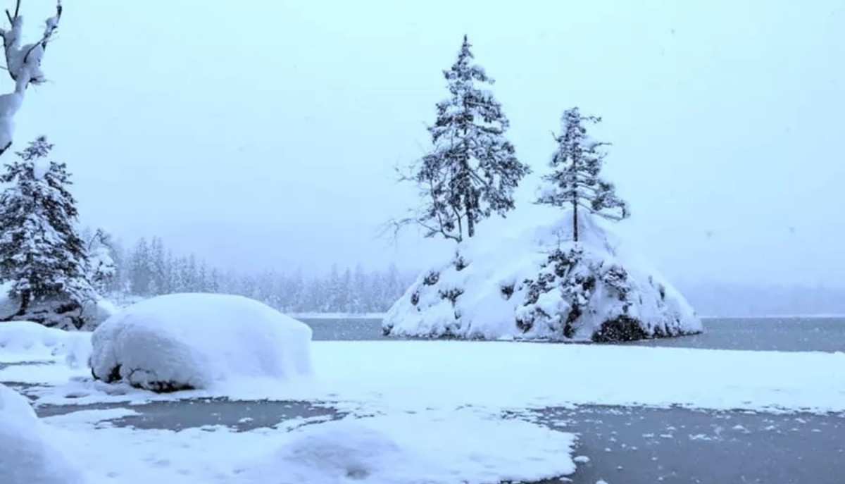 Saklanmış kutup ayısını IQ'su 120'nin üzerinde olanlar bir çırpıda görüyor