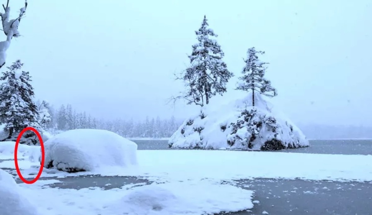 Saklanmış kutup ayısını IQ'su 120'nin üzerinde olanlar bir çırpıda görüyor