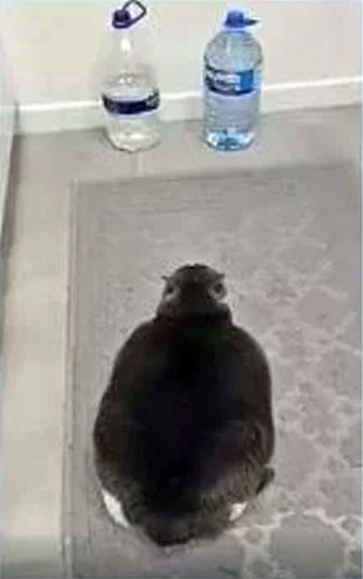 sisman-kedi-videosu-1