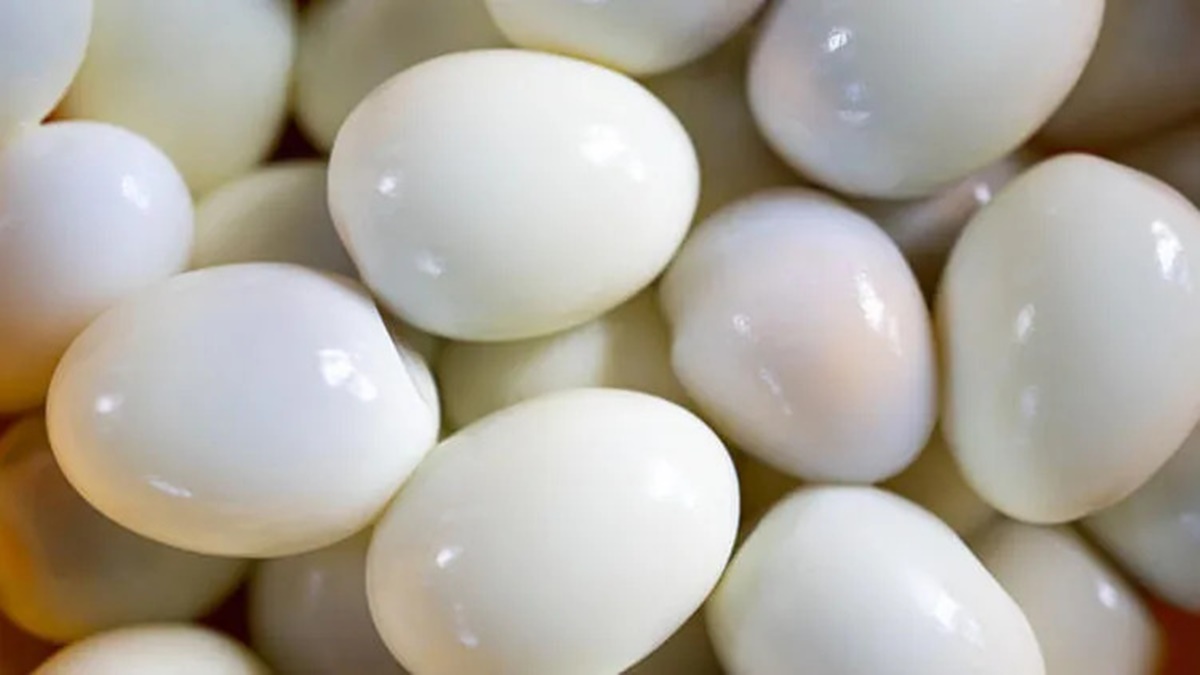 yumurta-nasil-haslanir