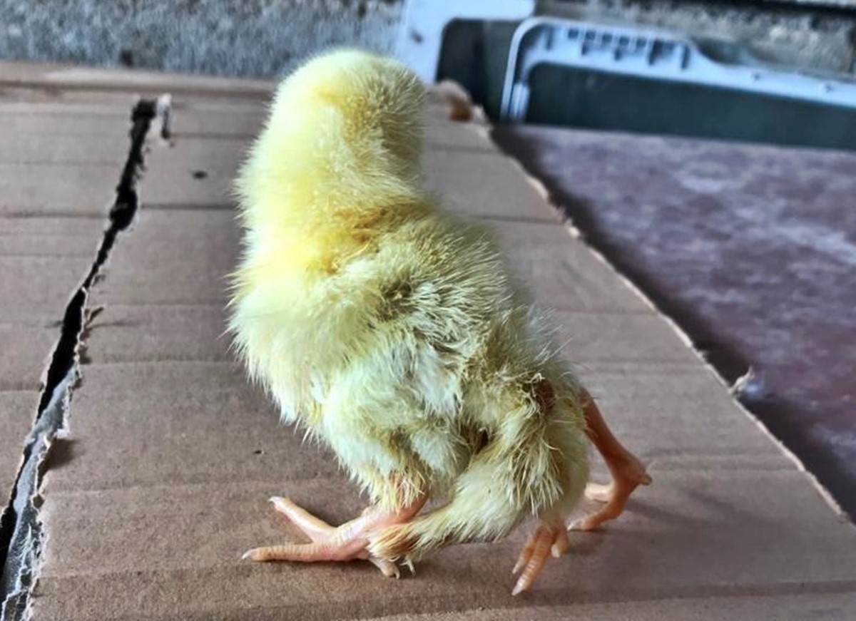 4-ayakli-civciv-olur-mu