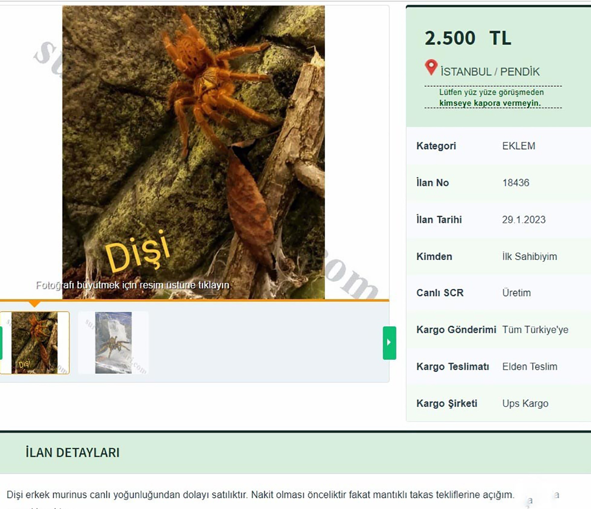 internetten-tarantula-satiyorlar-26-bin-390-lira-cezasi-var-7994-dhaphoto1-copy