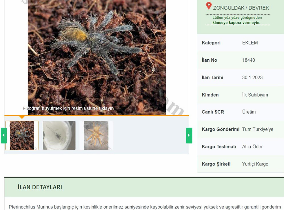 internetten-tarantula-satiyorlar-26-bin-390-lira-cezasi-var-7994-dhaphoto3-copy