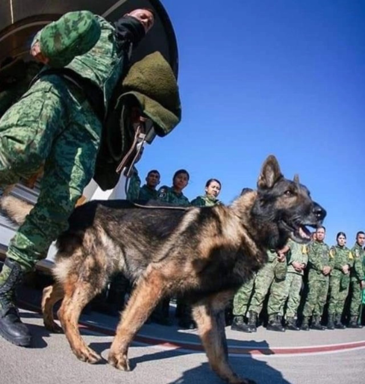 Meksika'dan gelen arama kurtarma köpeği Proteo'nun ölüm nedeni