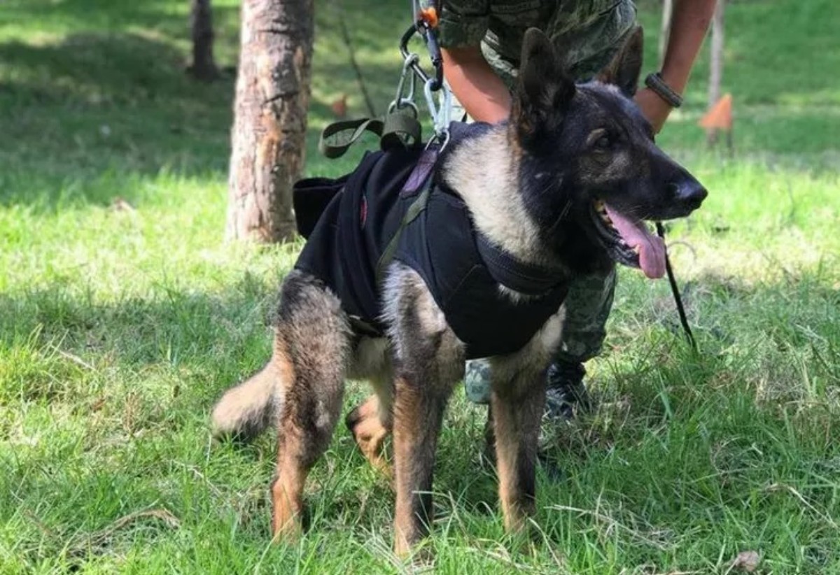 Meksika'dan gelen arama kurtarma köpeği Proteo'nun ölüm nedeni