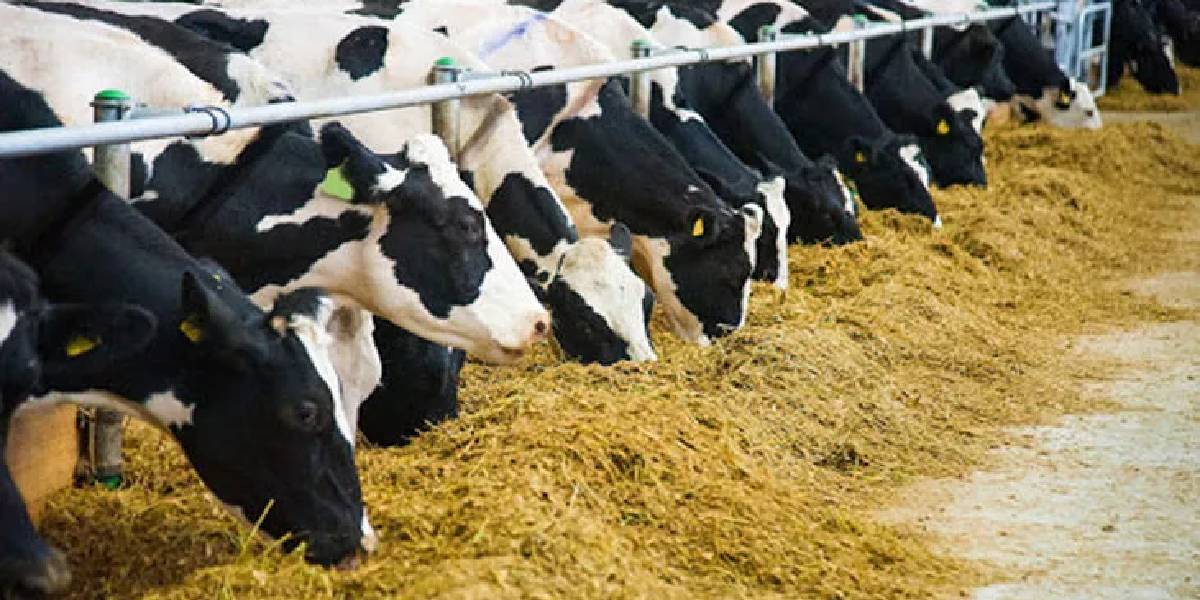 buyukbas-hibe-destegi