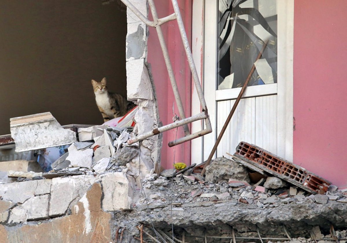 hayvanlar-depremi-onceden-hisseder-mi-5