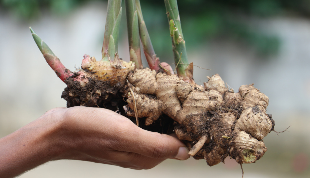 hand-sprouted-ginger-root.jpg
