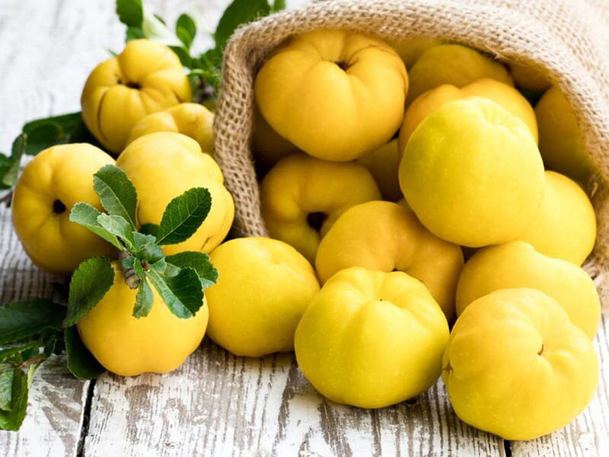 ayva-hangi-hastaliklara-iyi-geliyor-1200x900