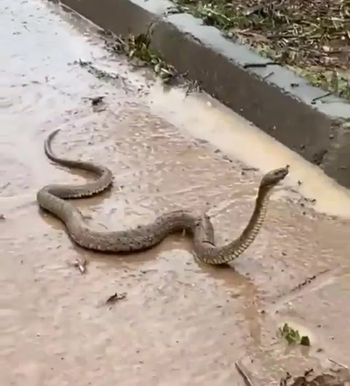 sanliurfa-sel-felaketi-yilan-5