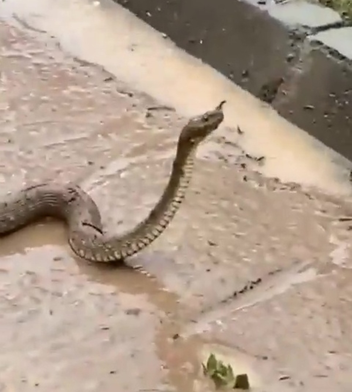 sanliurfa-sel-felaketi-yilan-6