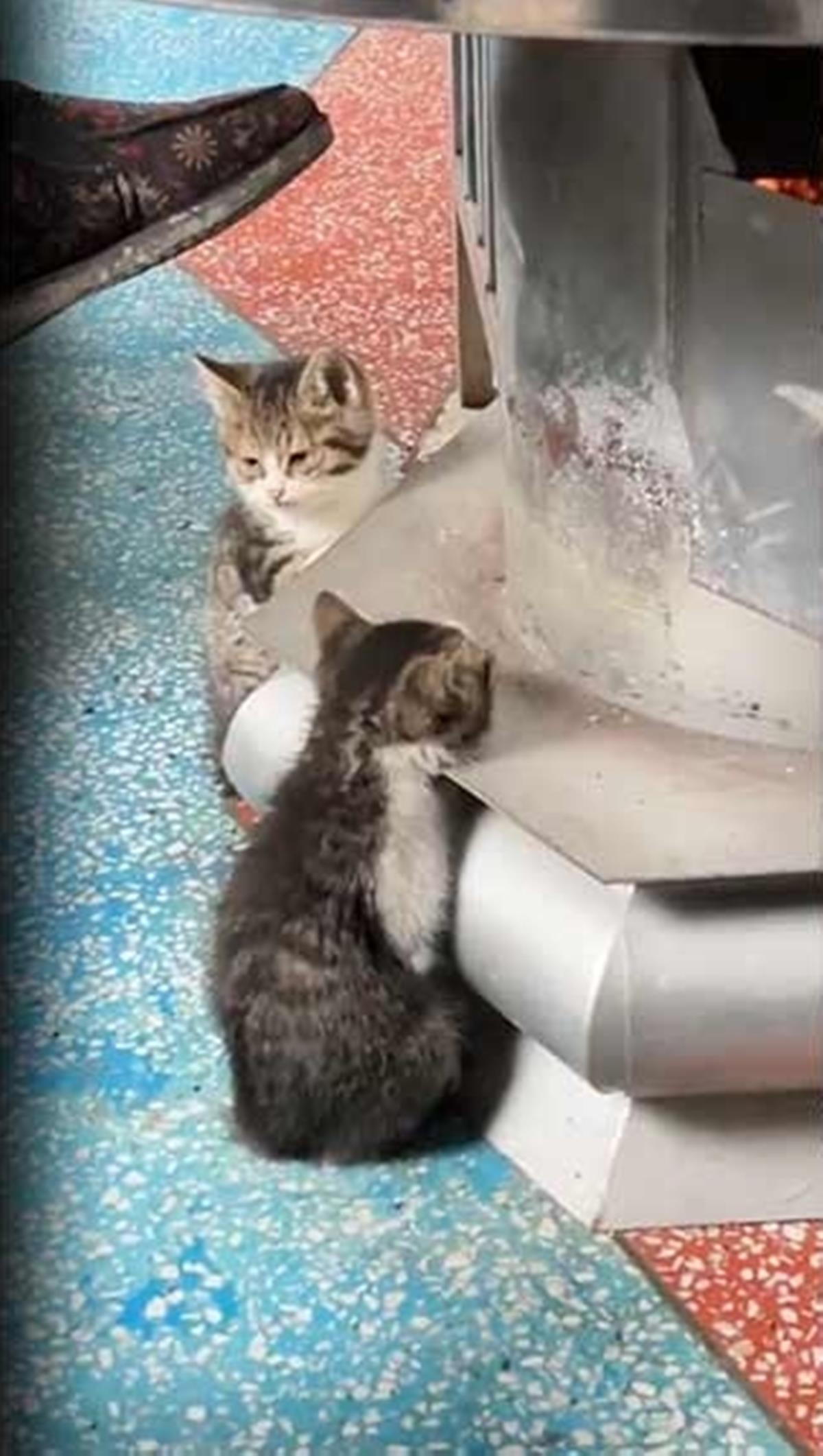 yavru-kedi-sarj-istasyonu1