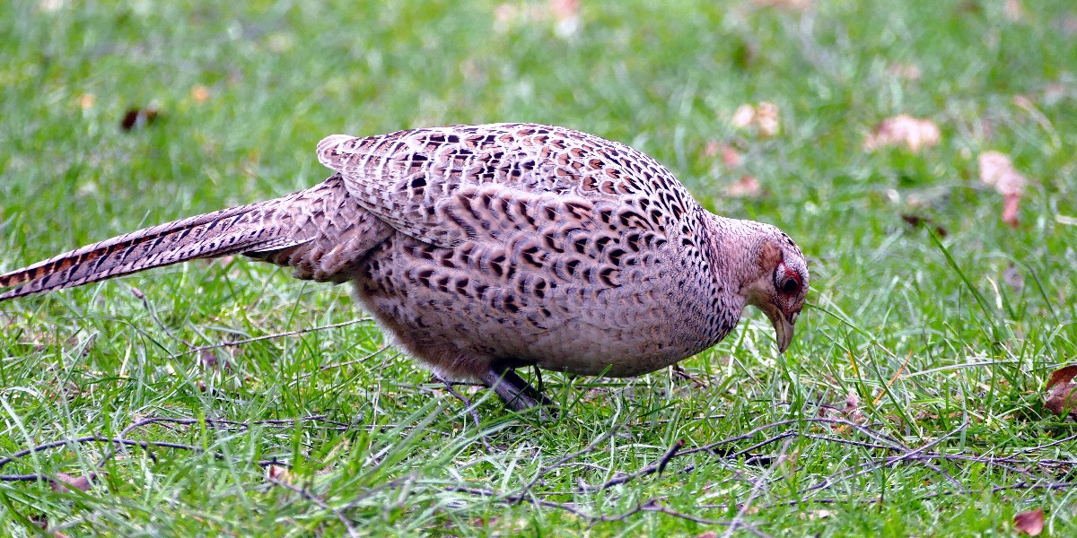 Sülün Kuşlarının Depremi Önceden Hissetmesi