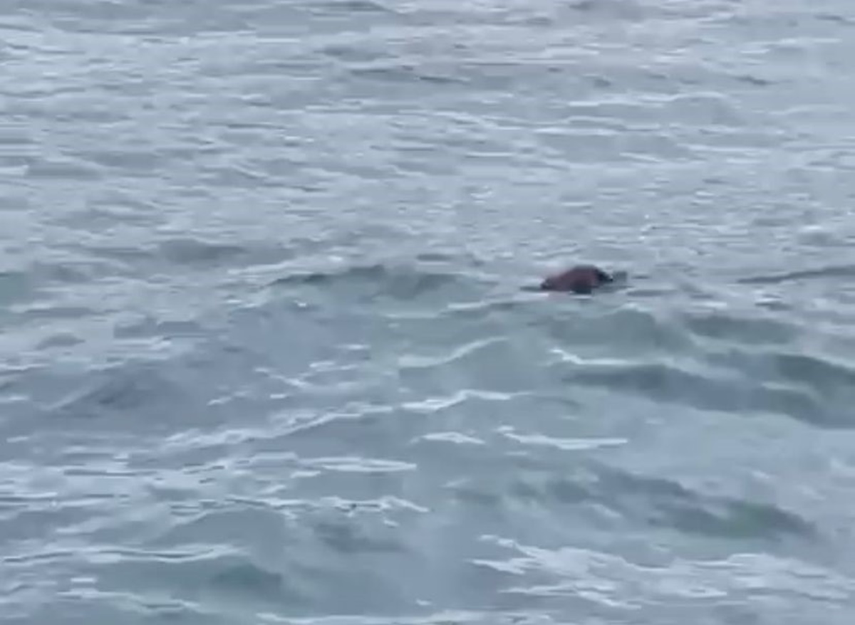 su-samuru-istanbul-1