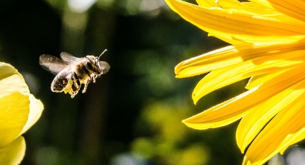 arilar-ne-kadar-yasar