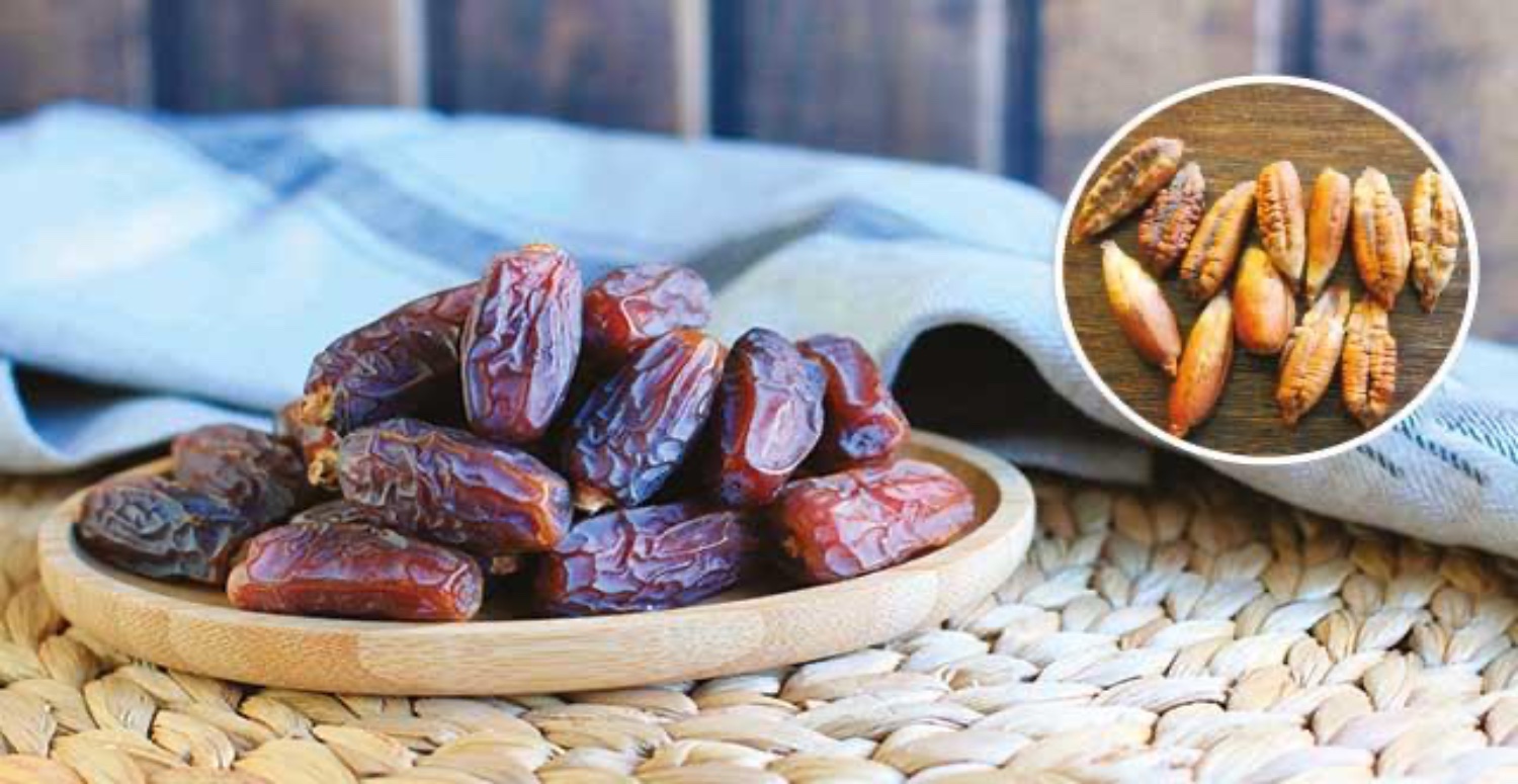 Hurma Çekirdeğinin Sayısız Faydası