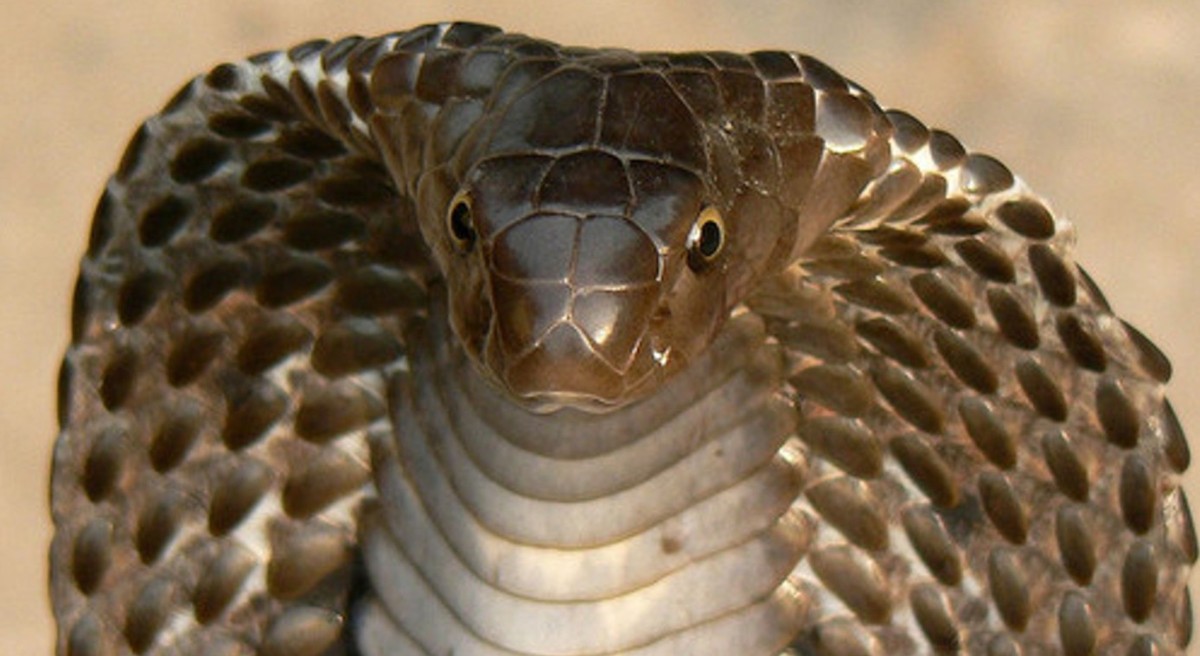 çöl kobrası şanlıurfada