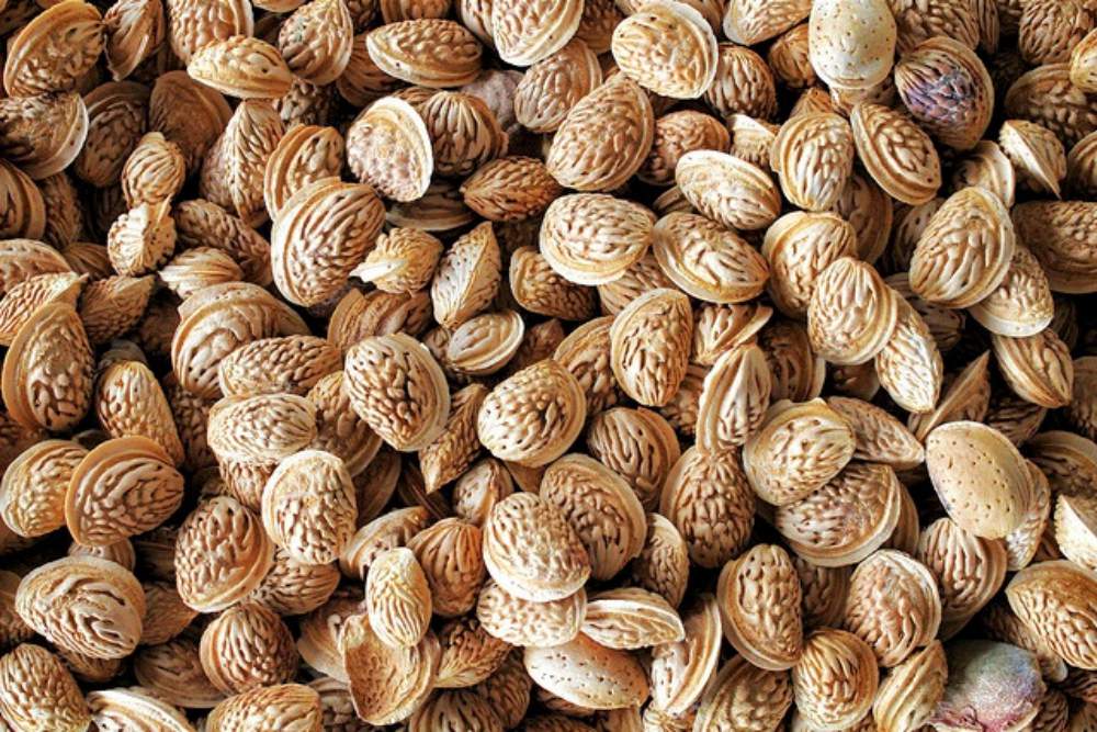 seftali-cekirdegi-kabugu-satisi-fiyati-saticilari-0001peach-kernel-perziksteen-shell-turkey.jpg