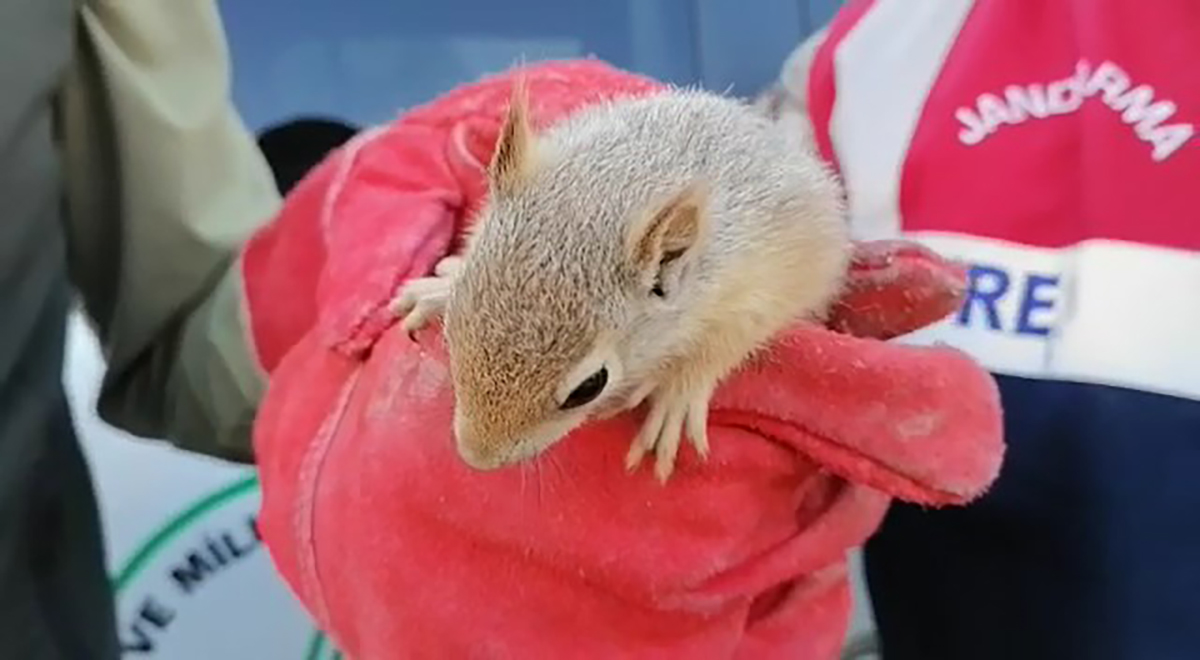 jandarma-yolcu-otobusu-bagajinda-15-yavru-sincap-buldu-2987-dhaphoto2-copy