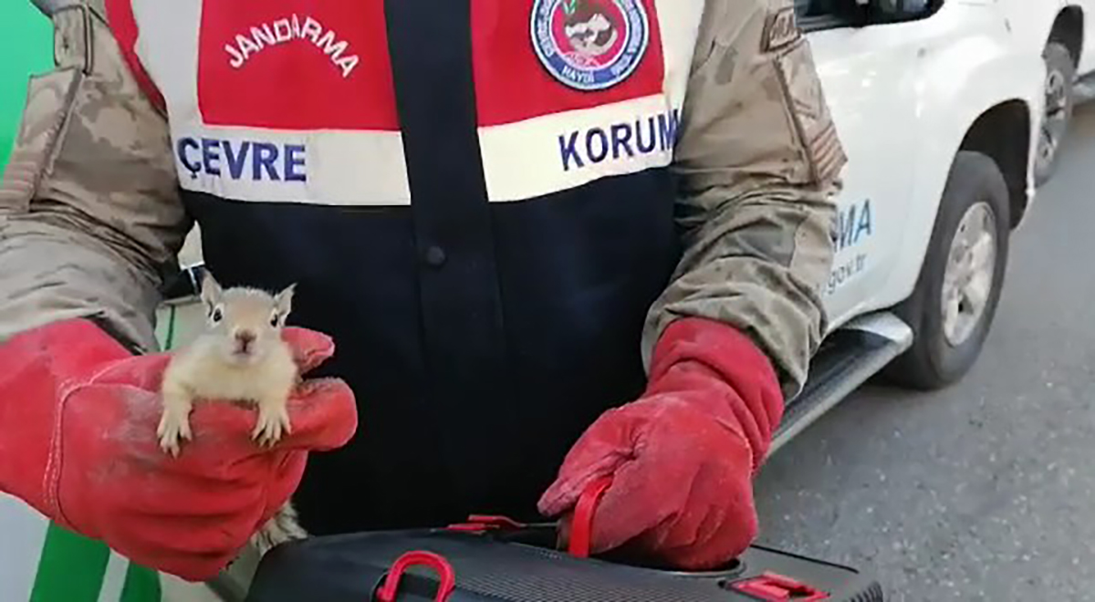 jandarma-yolcu-otobusu-bagajinda-15-yavru-sincap-buldu-2987-dhaphoto3-copy