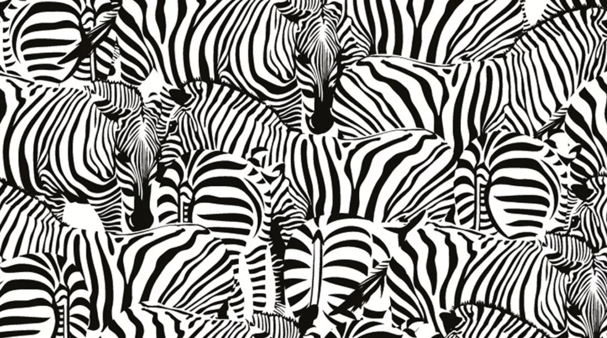 zebra optik illüzyon