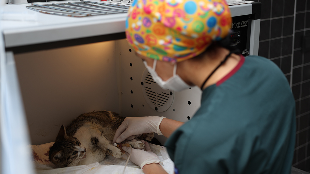 can-dostlar-yeni-evlerinde-daha-mutlu-18