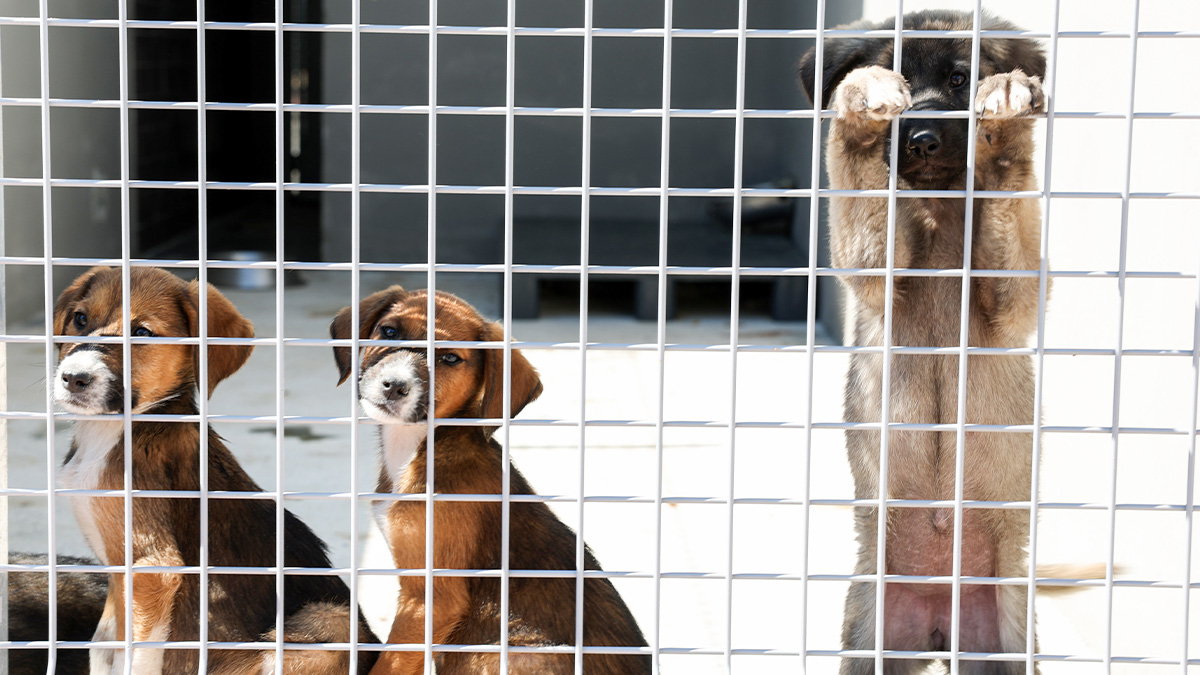 can-dostlar-yeni-evlerinde-daha-mutlu-5