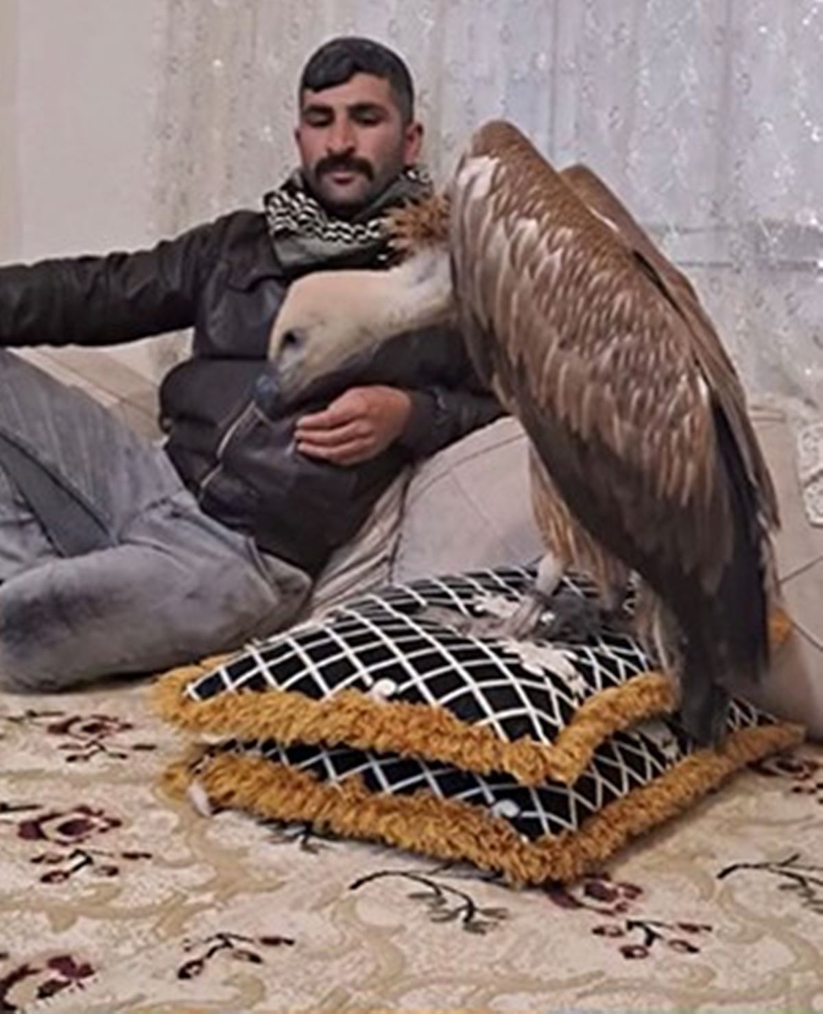 sanliurfada-akbaba-evde-yasiyor