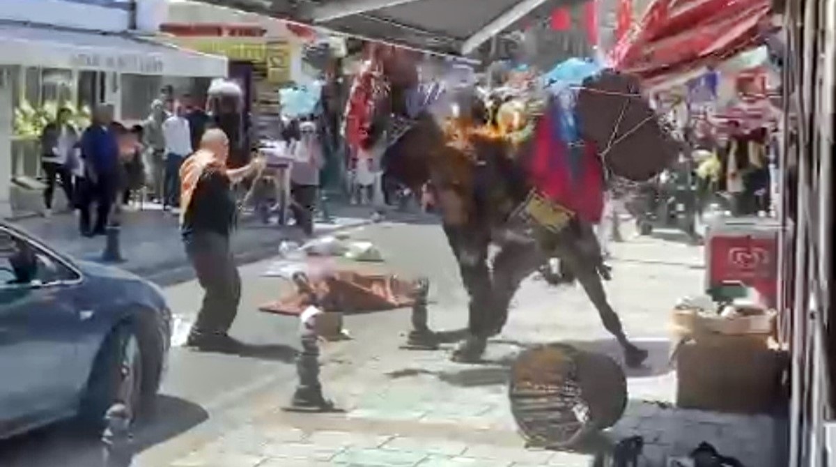 bodrum-deve-panigi-4