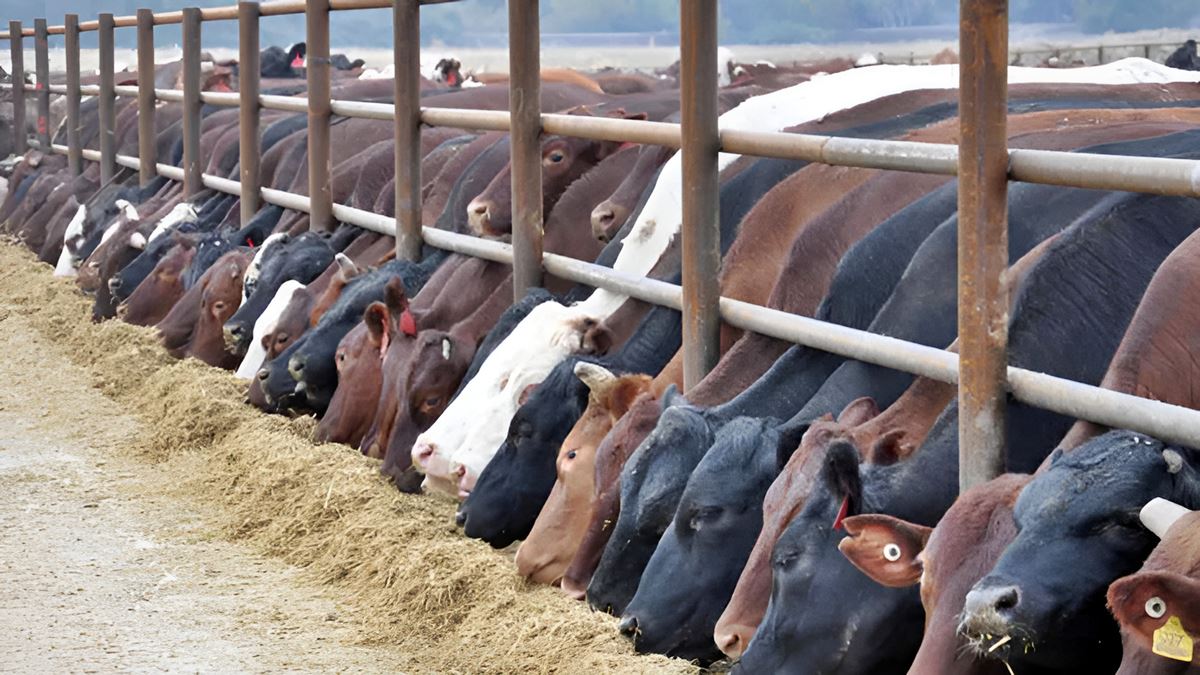 besicilik-ne-kadar-kazandiriyor