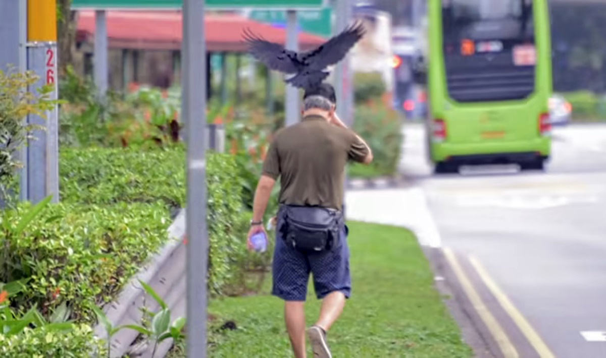 kargalar-neden-saldirir