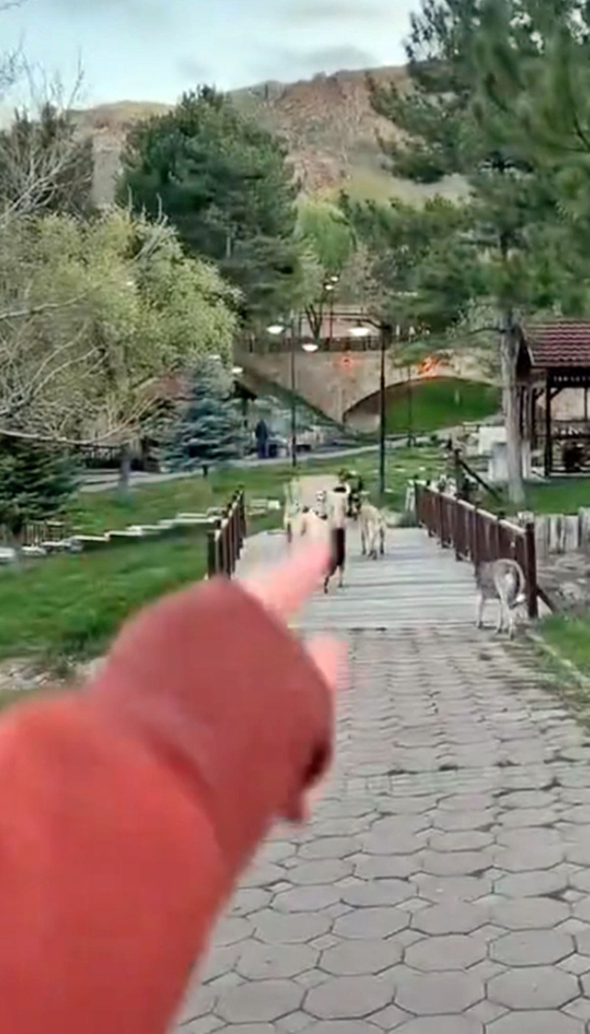 sokak-kopeklerini-uzaklastirmak