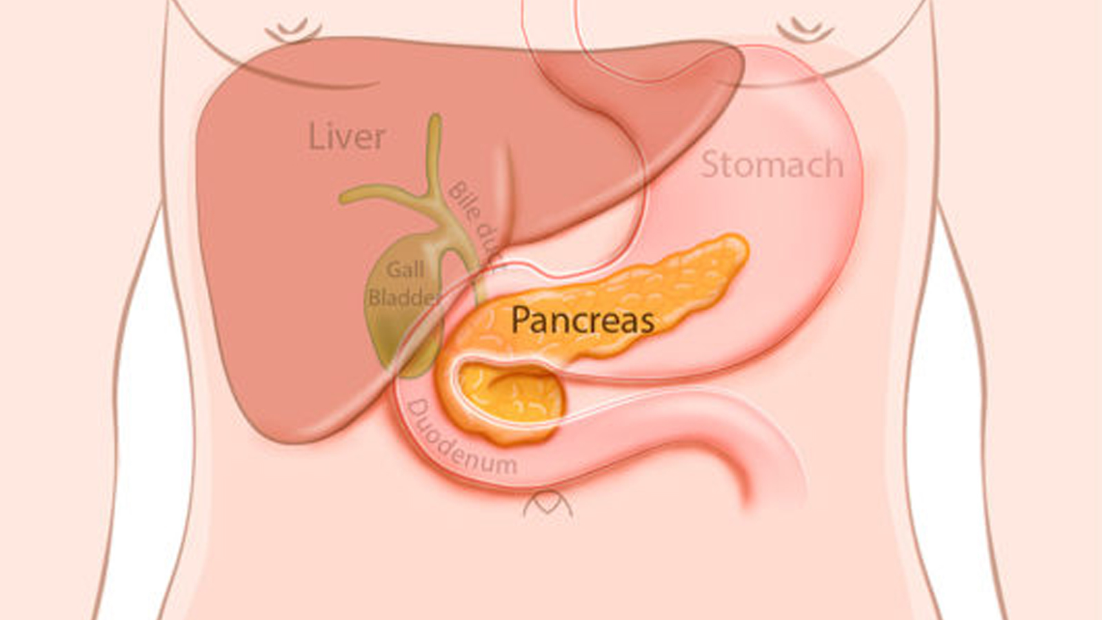 pankreas-nerede.jpg