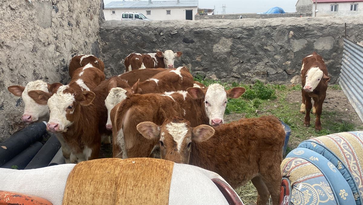 kars-hayvancilik-salgin-hastalik