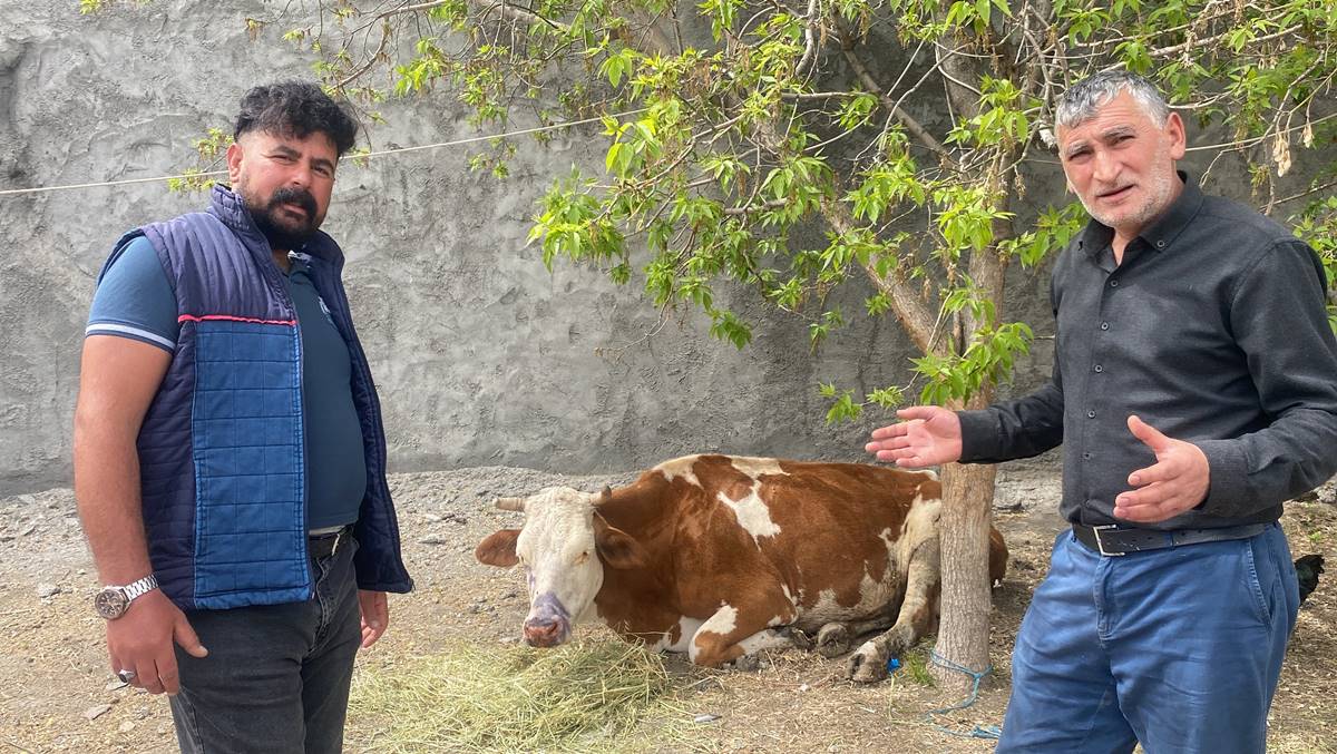 kars-hayvancilik-sap-hastaligi