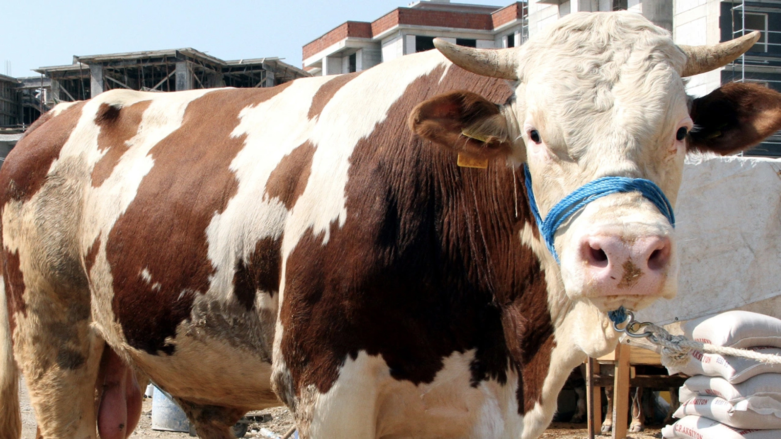 Kurban Bayramı öncesi Fiyatlar Belli Oldu! 2023 Kurbanlık Fiyatları ...