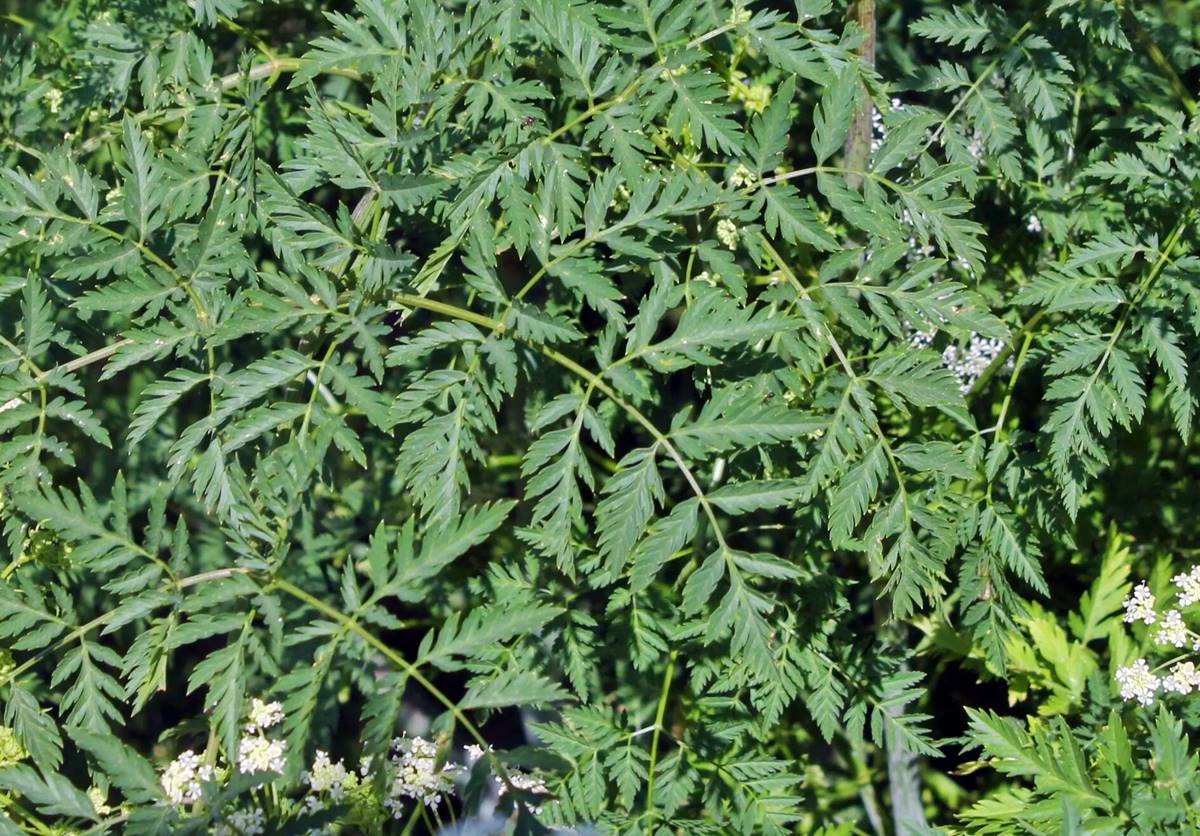 baldiran-otu-neye-benziyor